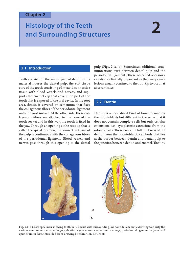 Dental Pathology: A Practical Introduction